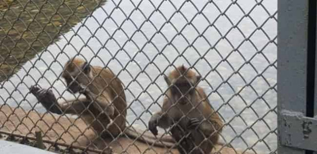 В Сочи выявили контрабанду 300 экзотических обезьян из Вьетнама