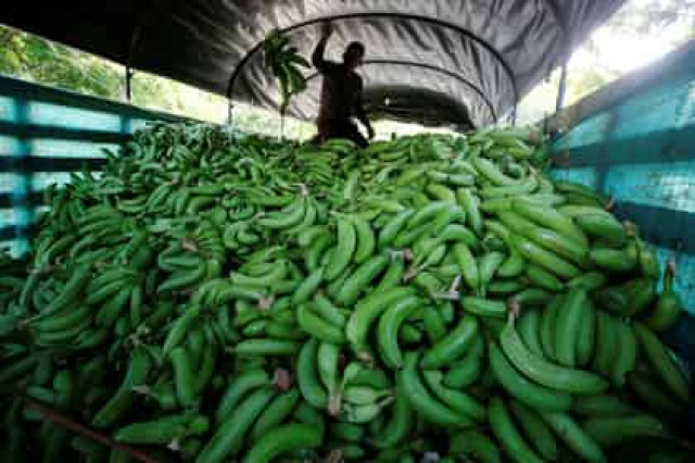 Испанская полиция обнаружила 17 килограммов кокаина в партии резиновых бананов