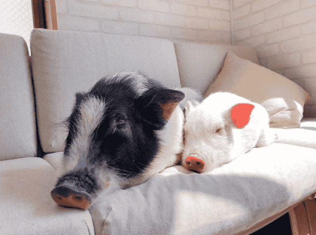 В Токио открыли первое поросячье кафе