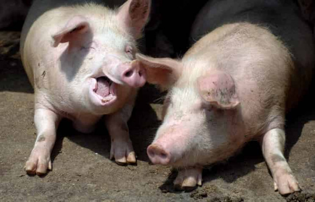 Японский ученый планирует выращивать человеческие органы в теле свиньи
