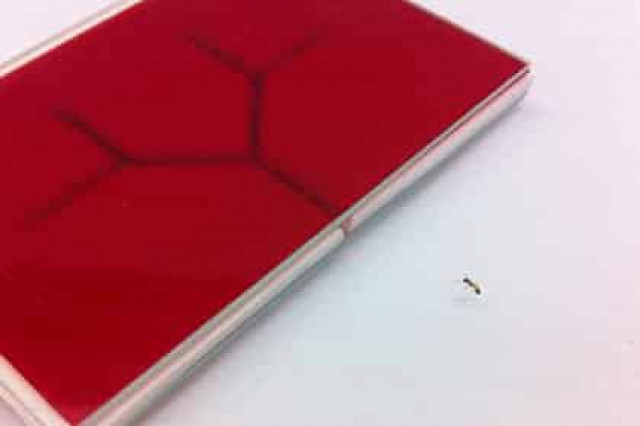 Биологи объяснили левостороннюю ориентированность муравьев
