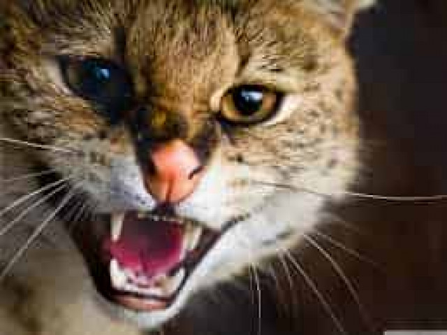  В Австралии истребят около двух миллионов диких кошек
