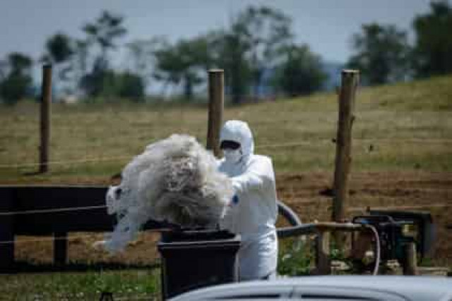 Из-за ошибки Пентагона 22 человека подверглись риску заражения сибирской язвой