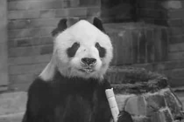 В Китае умер старейший в мире самец панды