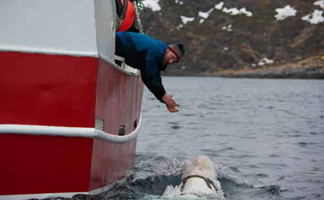 В Норвегии рыбаки обнаружили кита с российским «оборудованием»