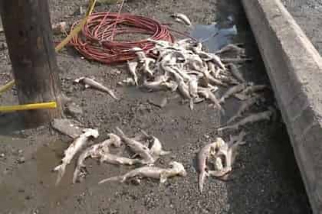 Сотню мертвых акулят вынесло на гавайский пляж