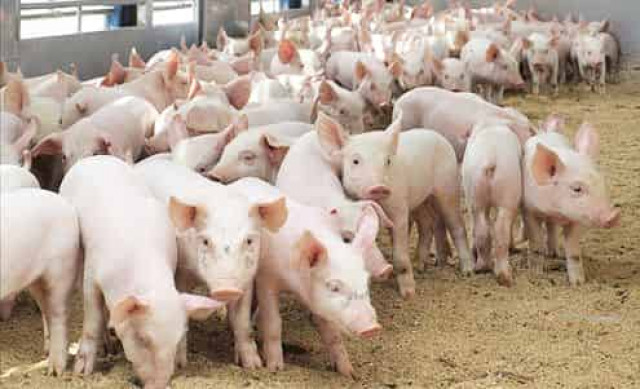 Животноводы поведали жуткую правду: украинцы в течение четырех лет едят мясо с чумой