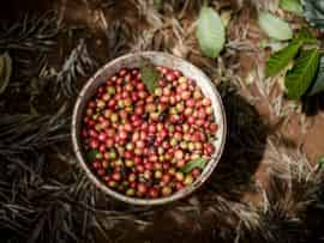 A Coffee Shot to Boost Burundi Economy? Farmers Are Lukewarm