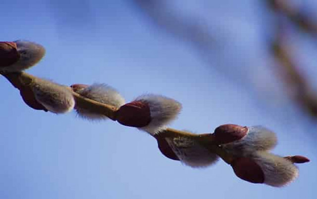 Вербное воскресенье 2020: дата и традиции