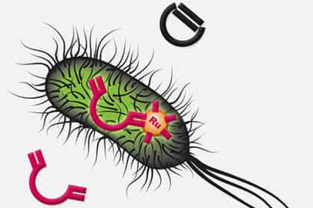 Создана несуществующая в природе бактерия