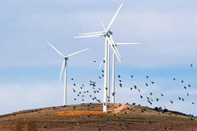 Ученые объяснили смертельную опасность ветряных турбин для летучих мышей