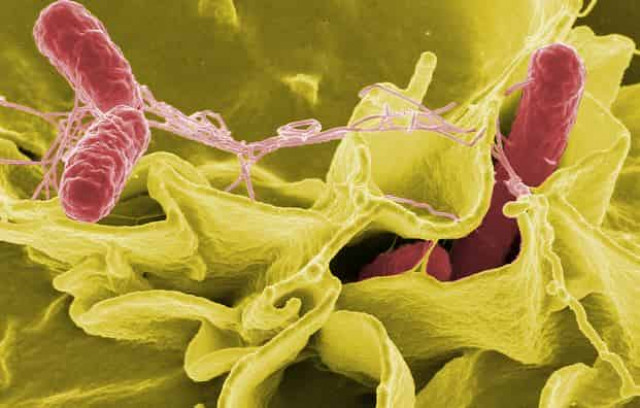 Сальмонеллы и салат