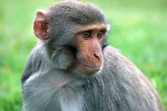 Социальный статус влияет на иммунитет