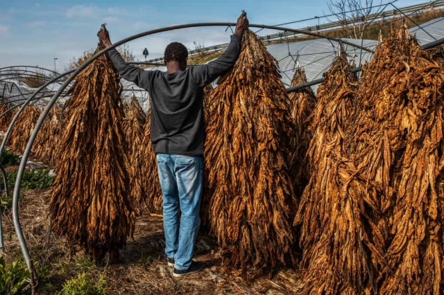 Italy’s tainted tobacco industry