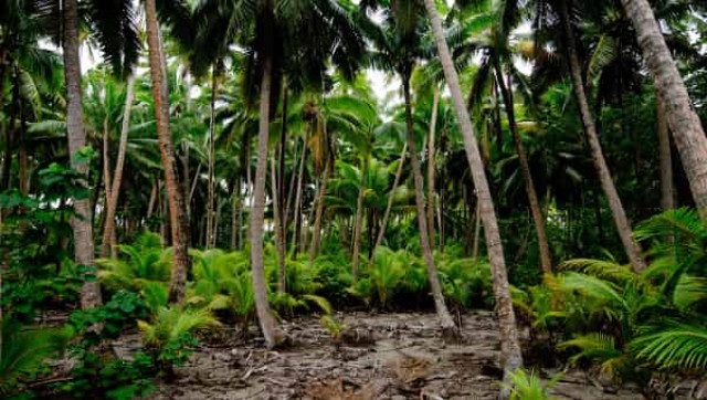 Группа индейцев в Бразилии впервые вступила в контакт с цивилизацией