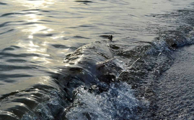 Возле оккупированного Крыма найдено много погибших дельфинов - ученый
