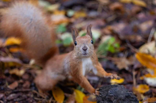 Стало відомо, яка погода чекає на українців у перші дні листопада 