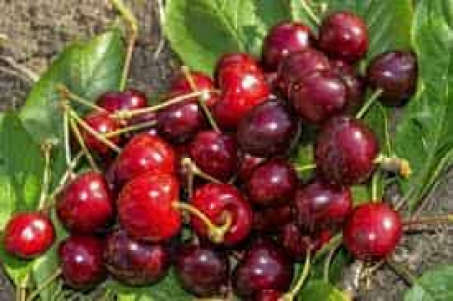 Украинские фермеры из-за низкого спроса уничтожают урожай черешни 