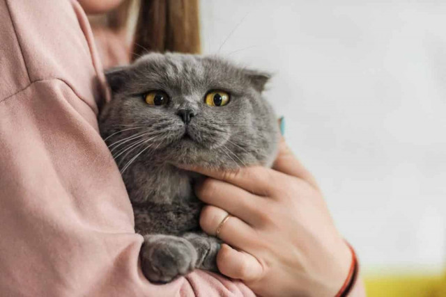 Ось, що ваш кіт справді думає про вас: ви будете здивовані
