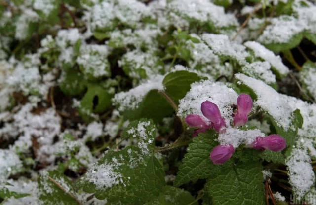 Синоптик попередив українців про заморозки: де та коли чекати

