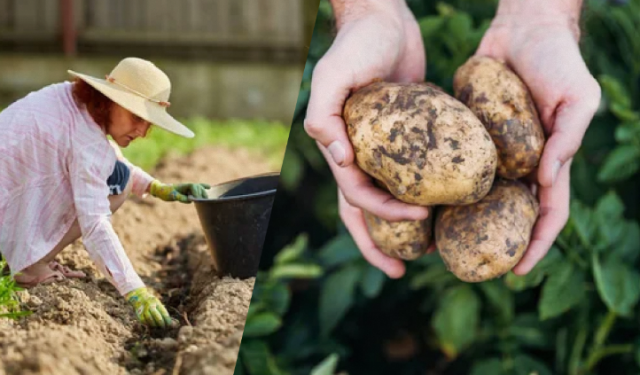 Як рясні дощі вплинуть на врожай картоплі в Україні: відповідь фермера
