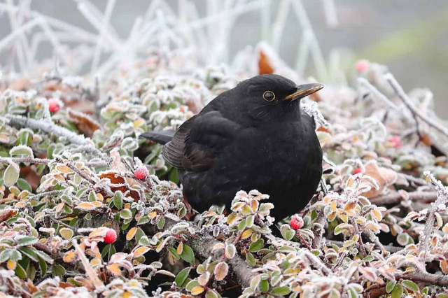 До кінця тижня Україну охопить серйозне похолодання: температура падатиме до 0°
