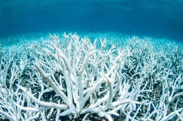 Світ опинився на порозі четвертого масового знебарвлення коралових рифів
