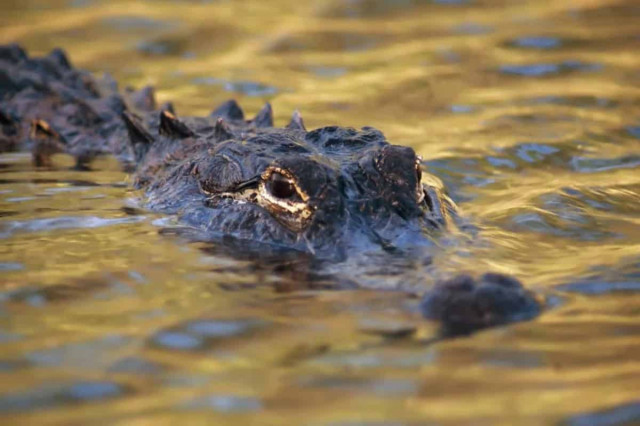 Топ 13 тварин, які живуть найдовше у світі, починаючи з крокодила
