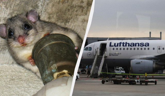 Найбільший аеропорт Німеччини частково знеструмило мишеня
