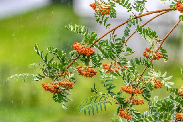 Синоптик Діденко назвала точні дати, коли до України прийдуть дощі
