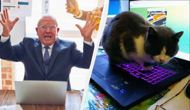 У США кіт влаштував збій на сервері Департаменту у справах ветеранів, – ЗМІ
