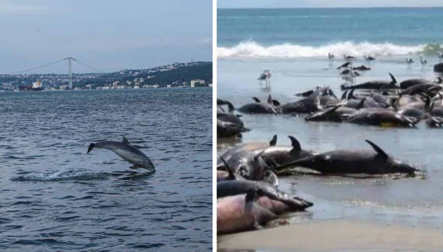 На берег Черного моря выбросило тысячи мертвых дельфинов