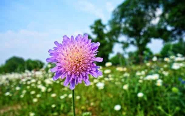 Праздники 8 июня 2021: события, факты, традиции