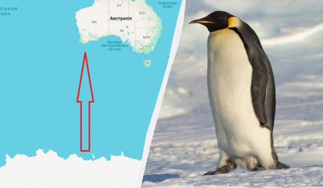 Історична подія: імператорський пінгвін самотужки приплив в Австралію з Антарктиди
