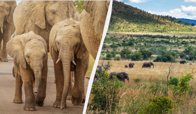 Хотів зробити фото: у Південній Африці туриста на смерть затоптали слони
