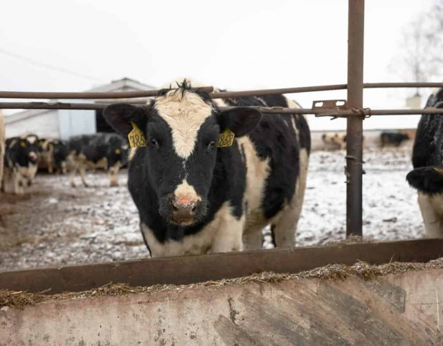 Згвалтування корови на Хмельниччині: зоозахисники б'ють на сполох
