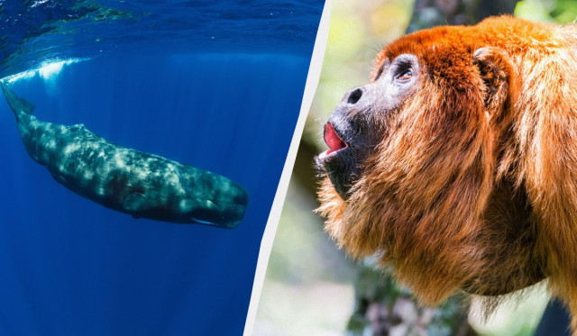 Яка найгучніша тварина у світі: відповідь вас може здивувати
