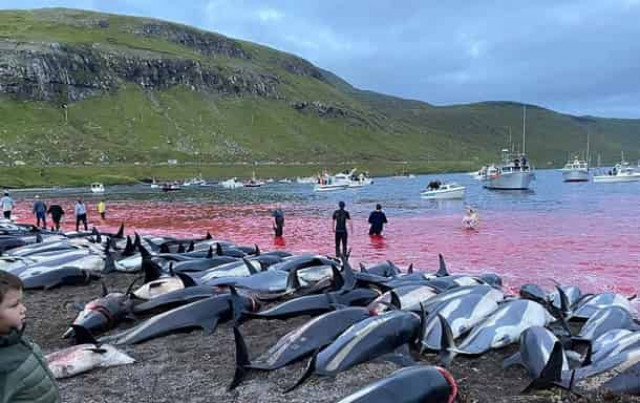Кровавая вода: на Фарерских островах за ночь убили 1500 дельфинов