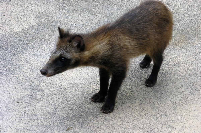 К появлению коронавируса могут быть причастны енотовидные собаки – ученые
