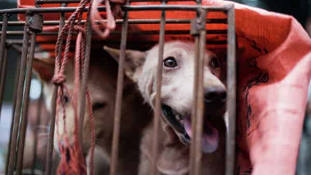 Жителям КНДР предложили есть домашних животных - СМИ