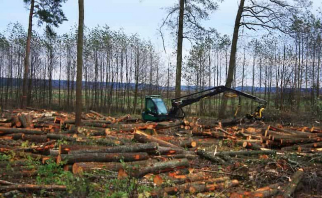 В Украине проведут инвентаризацию лесов впервые за 10 лет