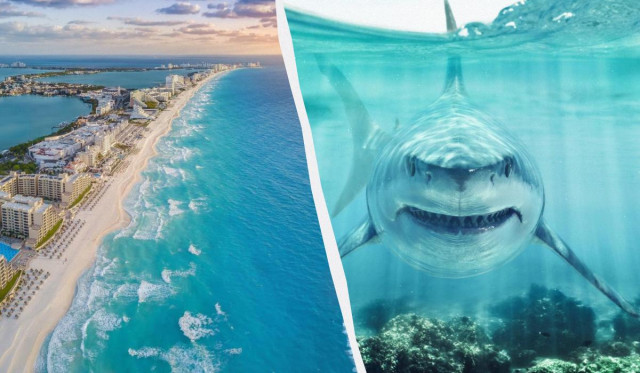 Не Єгипет: названо країни світу, де акули найчастіше кусають туристів
