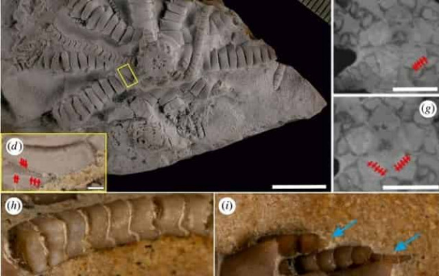 В честь Зеленского назвали новый вид древних морских существ