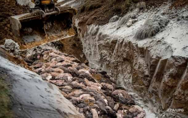 В Дании эксгумируют четыре миллиона норок