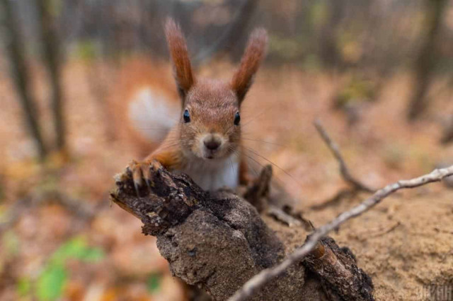 Синоптик назвала дати, коли у Києві відчутно похолоднішає
