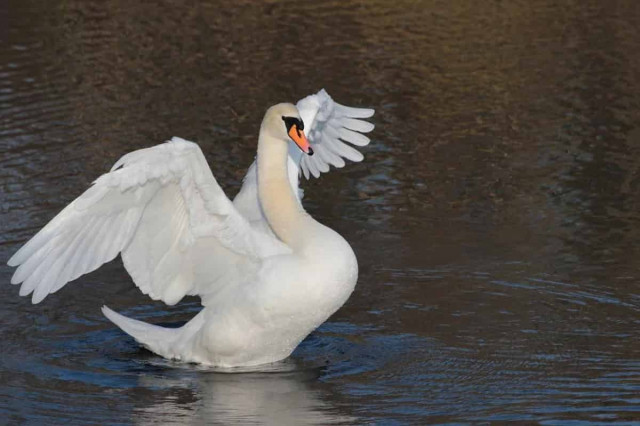 На рубежі лютого-березня на українців чекає аномальне тепло