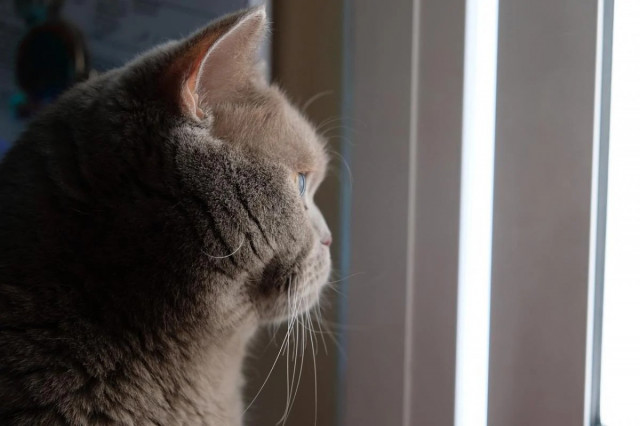 Як відучити кота дряпати меблі: ветеринарка поділилася порадами
