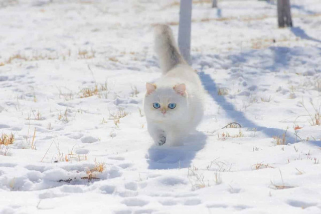 Якою буде прийдешня зима в Україні: кліматолог розповіла
