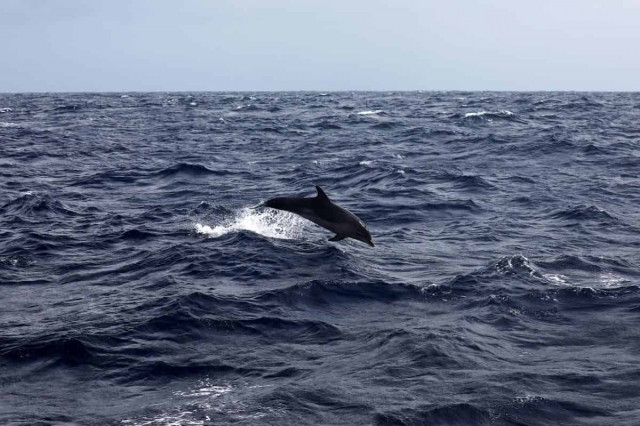 Росія залишилась без бойових дельфінів через шторм у Чорному морі
